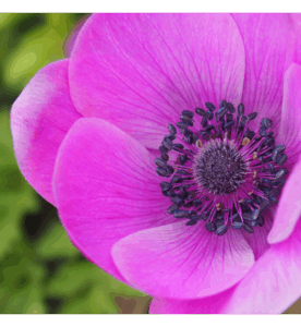 Photo of flower by Debra Boyette Photography